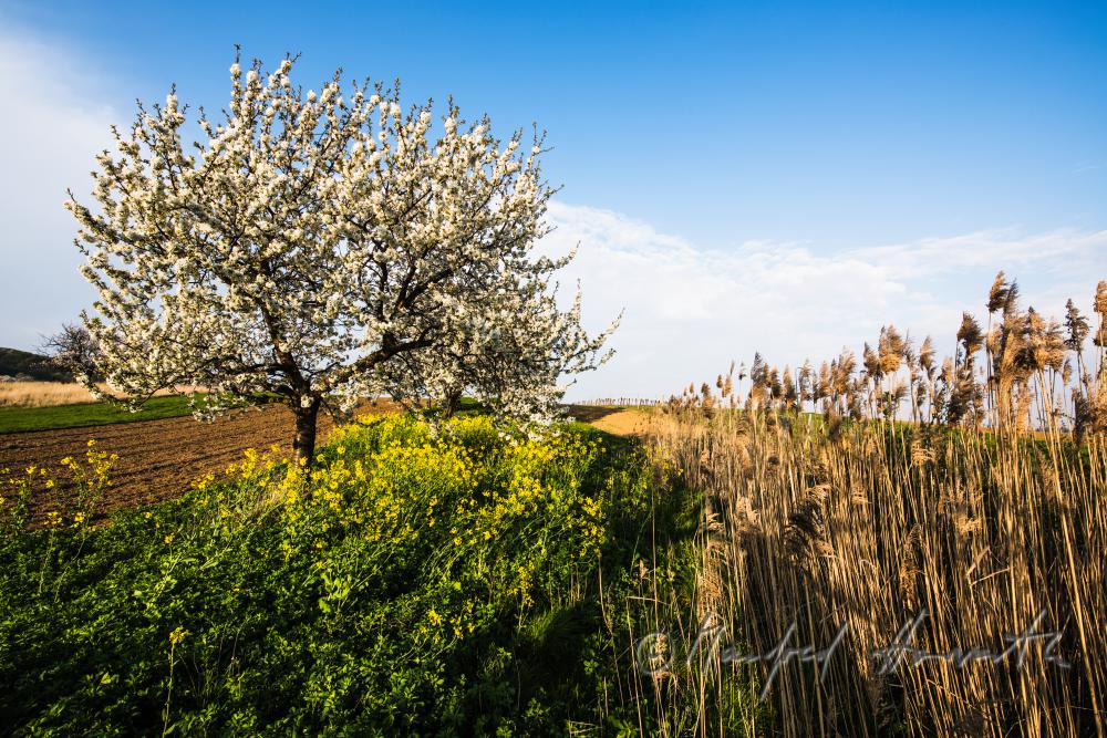 blooming cherry tree in the vineyard
