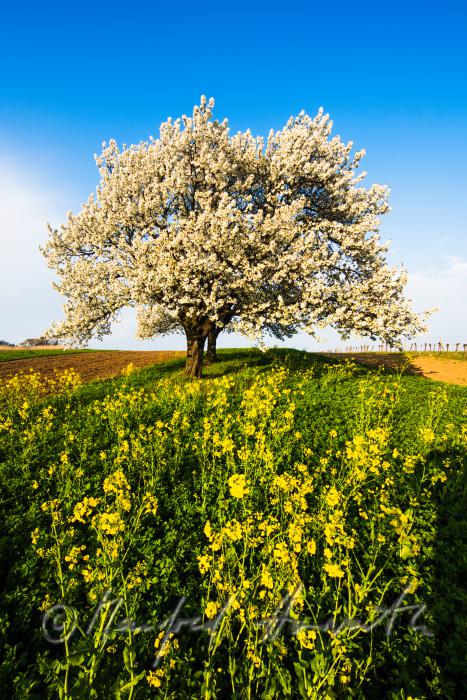 blooming cherry tree in the vineyard