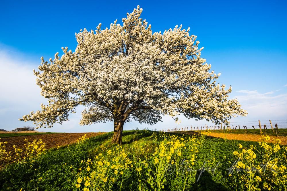 blooming cherry tree in the vineyard