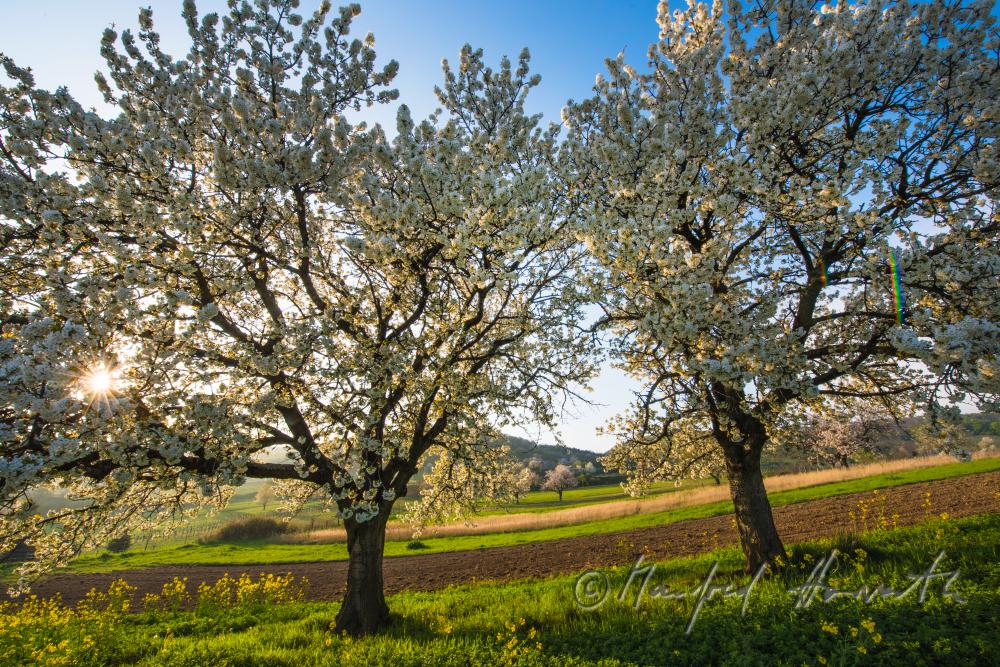 blooming cherry tree in the vineyard