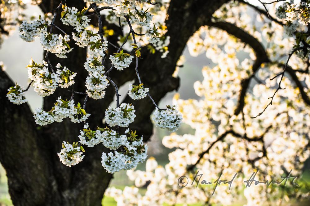 blooming cherry tree in the vineyard