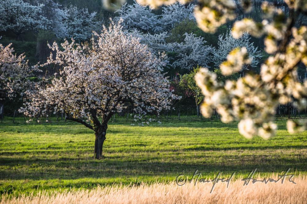 blooming cherry tree in the vineyard