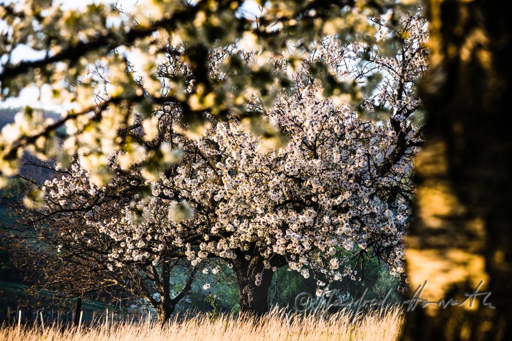 blooming cherry tree in the vineyard