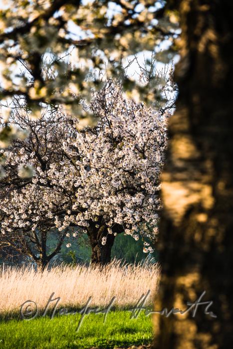 blooming cherry tree in the vineyard