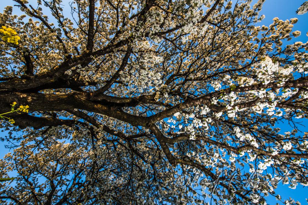 blooming cherry tree in the vineyard