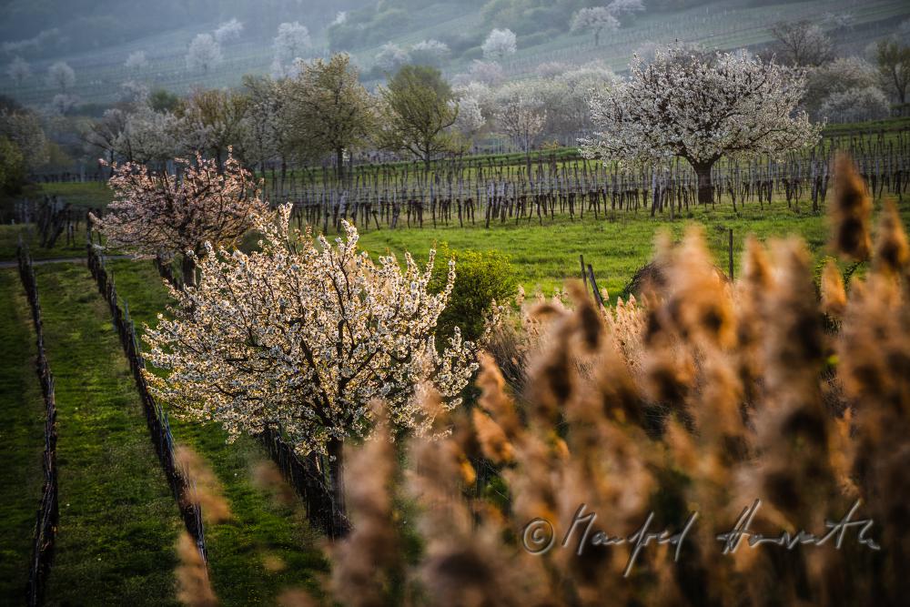 blooming cherry tree in the vineyard