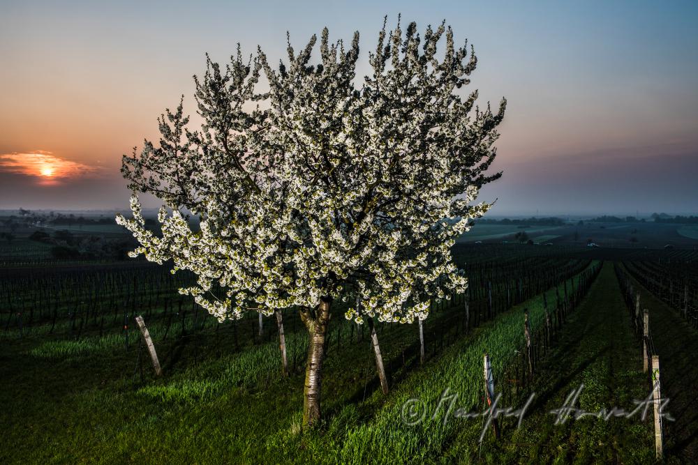 blooming cherry tree in the vineyard