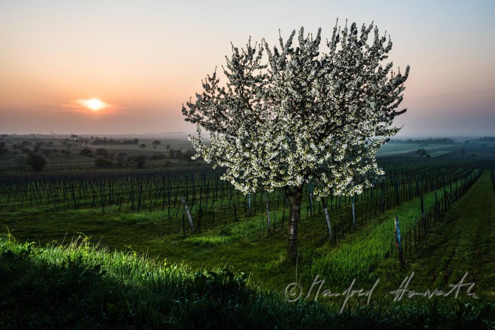 blooming cherry tree in the vineyard