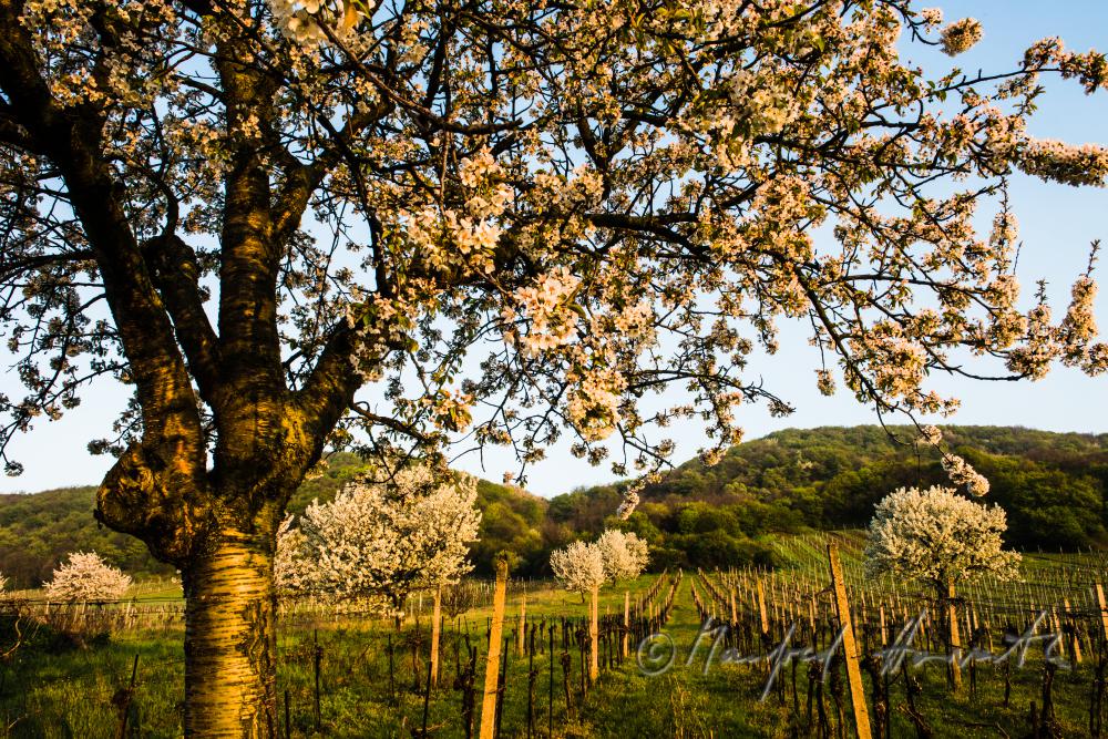 blooming cherry tree in the vineyard