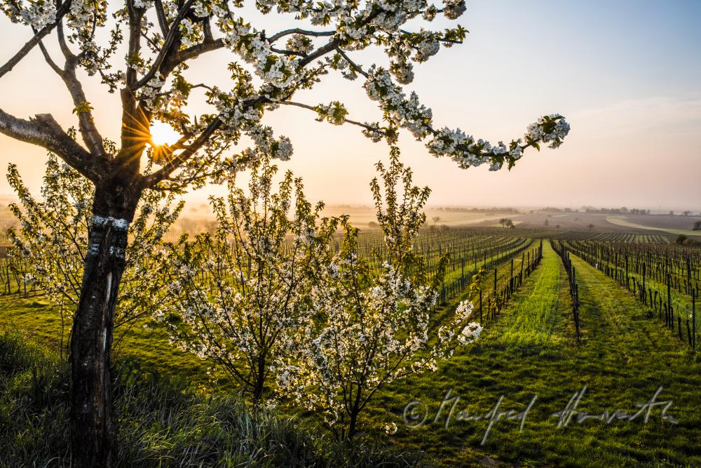 blooming cherry tree in the vineyard