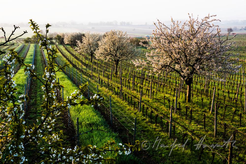 blooming cherry tree in the vineyard