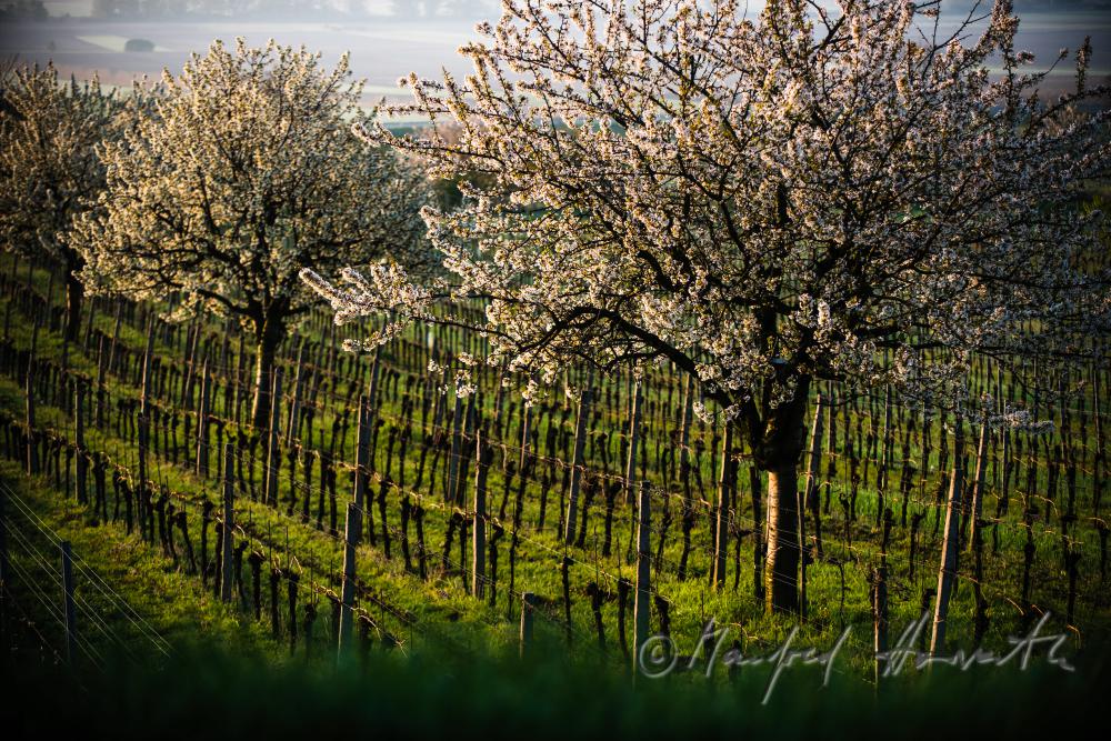 blooming cherry tree in the vineyard