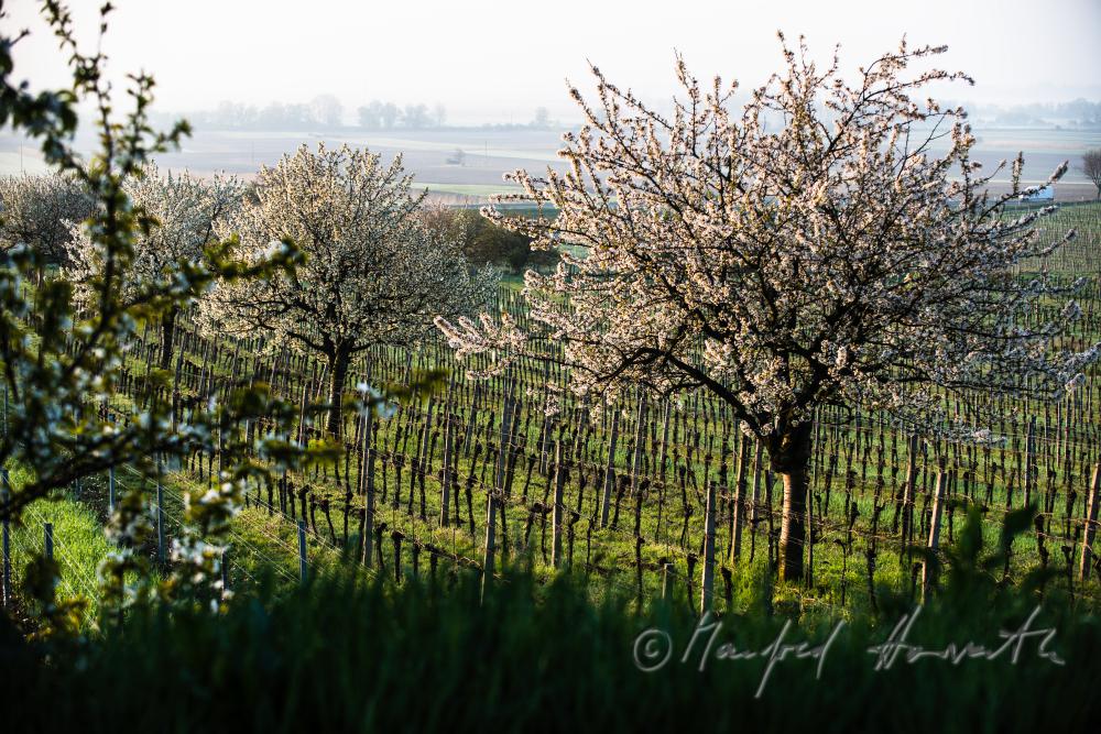 blooming cherry tree in the vineyard