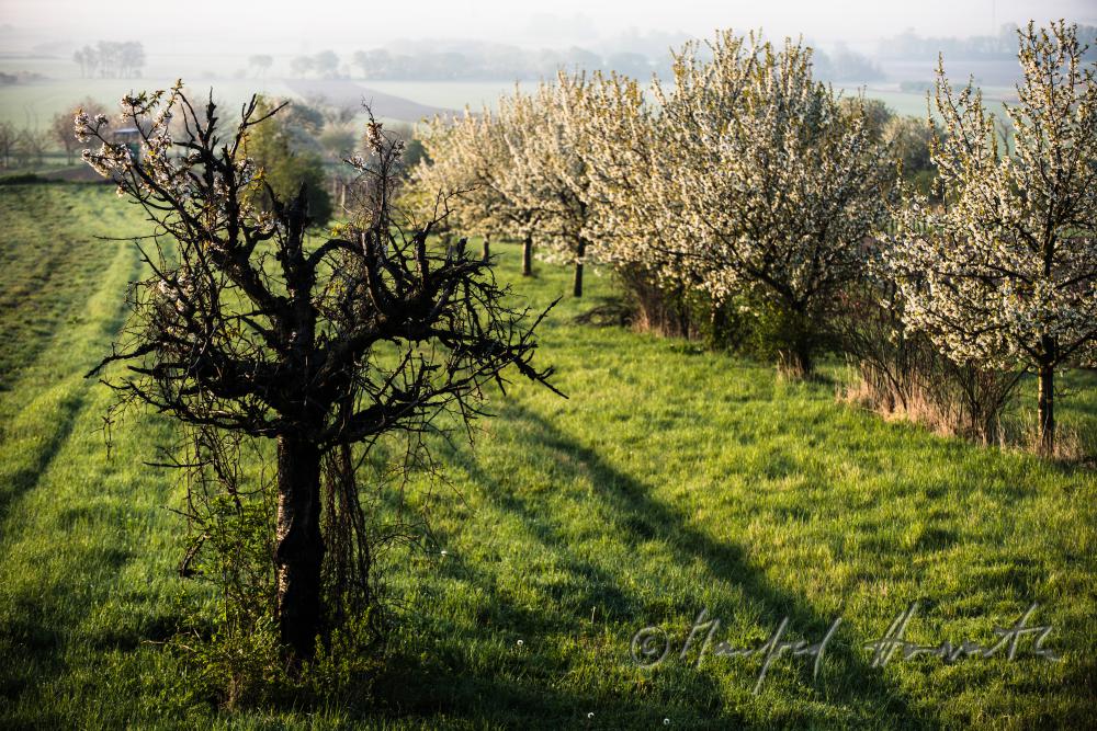 blooming cherry tree in the vineyard