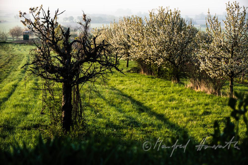 blooming cherry tree in the vineyard