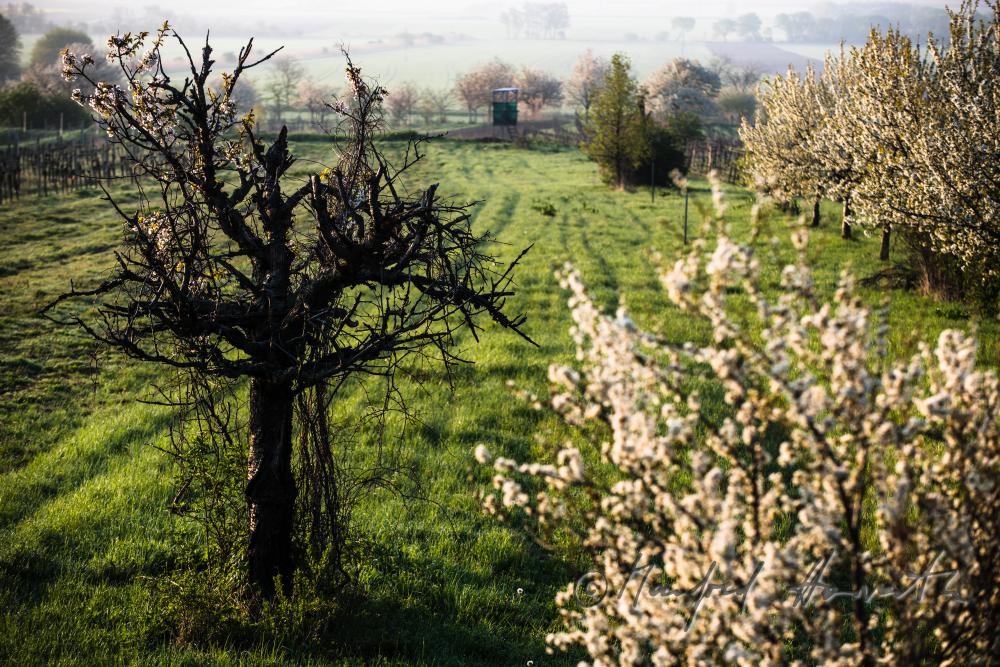 blooming cherry tree in the vineyard