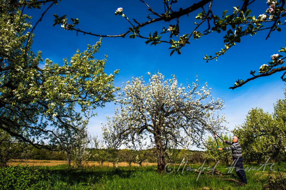 orchardist pruning a blooming apple tree