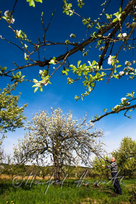 orchardist pruning a blooming apple tree