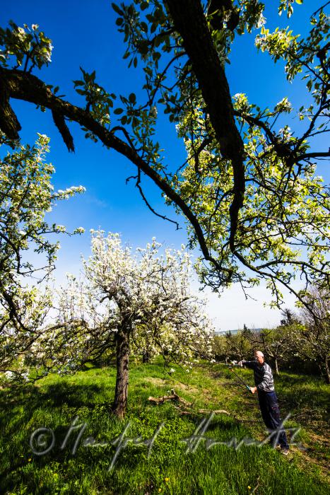 orchardist pruning a blooming apple tree