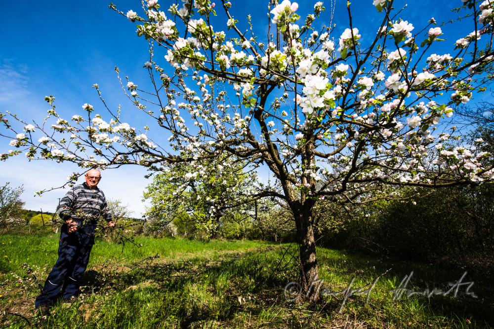 orchardist pruning a blooming apple tree