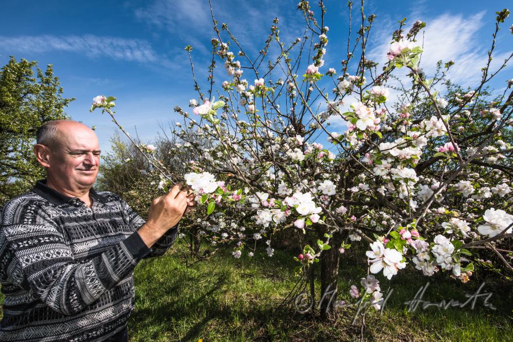 orchardist controlling the blossoms of an apple tree