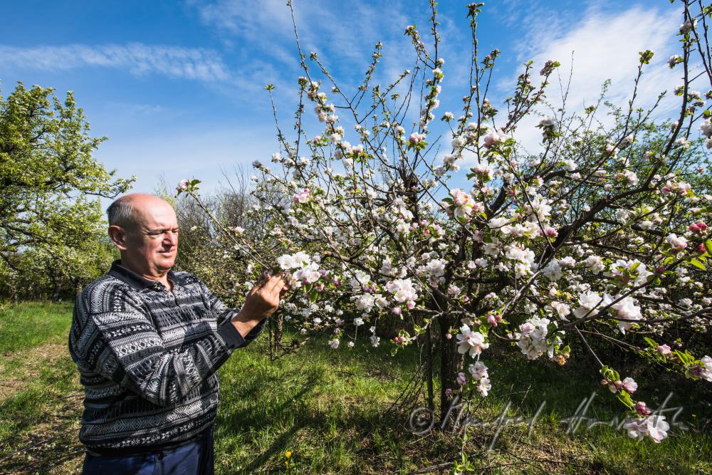 orchardist controlling the blossoms of an apple tree