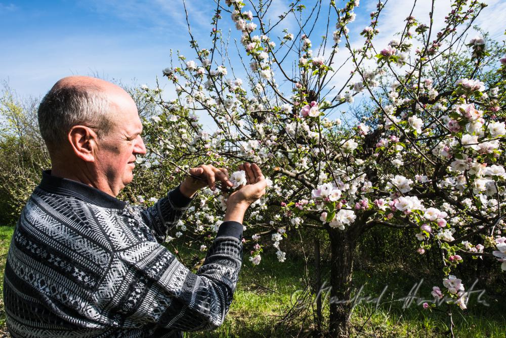orchardist controlling the blossoms of an apple tree
