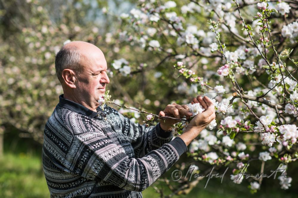 orchardist controlling the blossoms of an apple tree