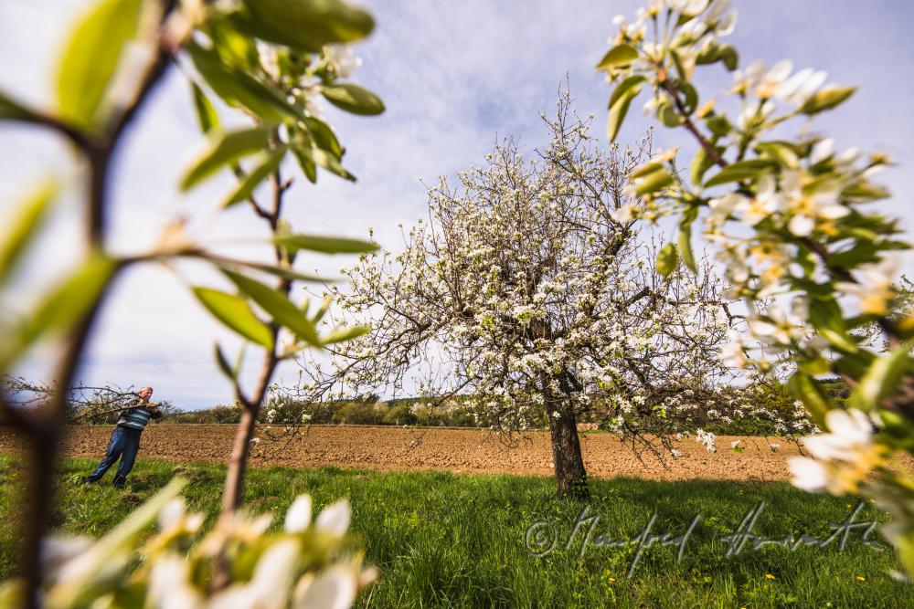 orchardist carrying branches of a pruned apple tree
