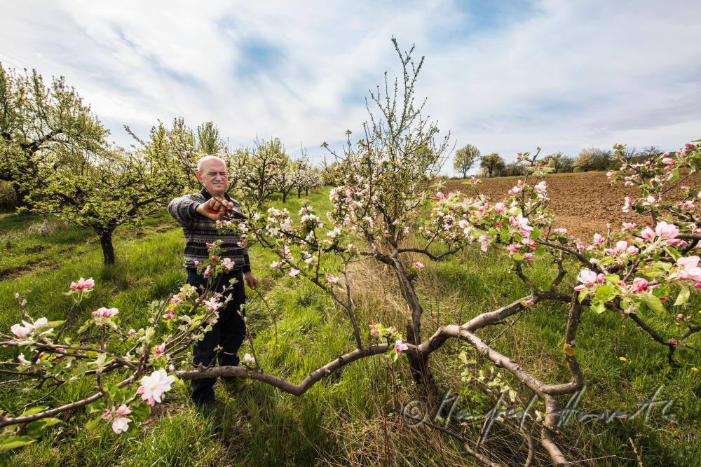 orchardist pruning a blooming apple tree