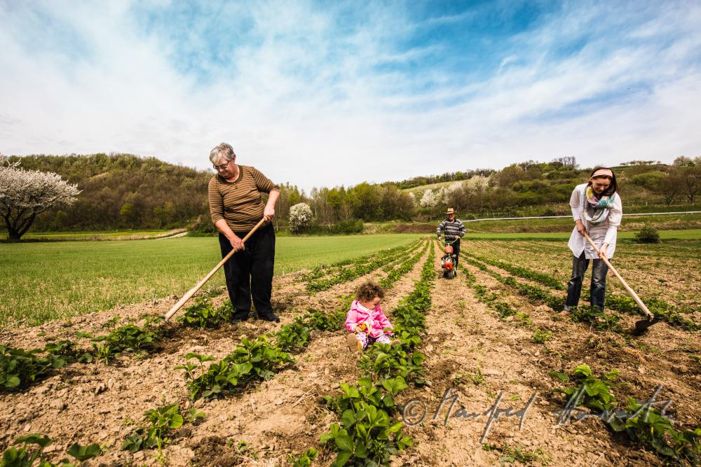 orchardist in the strawberry field fighting weeds