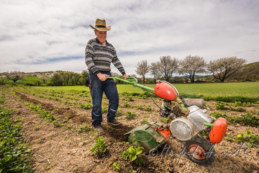 orchardist in the strawberry tilling the soil
