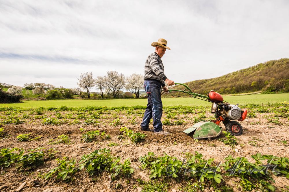 orchardist in the strawberry tilling the soil