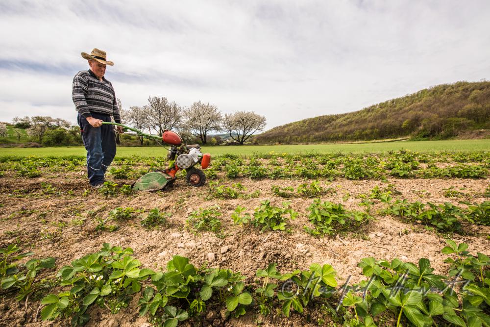orchardist in the strawberry tilling the soil