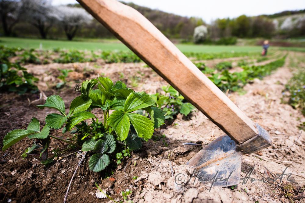 orchardist in the strawberry field fighting weeds