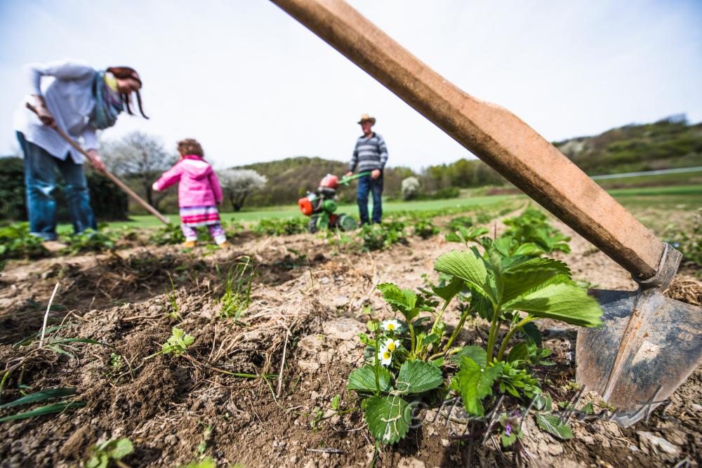 orchardist in the strawberry field fighting weeds