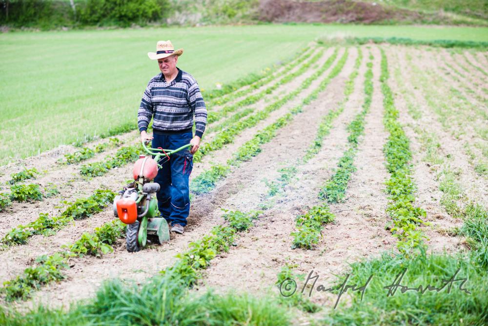 orchardist in the strawberry tilling the soil