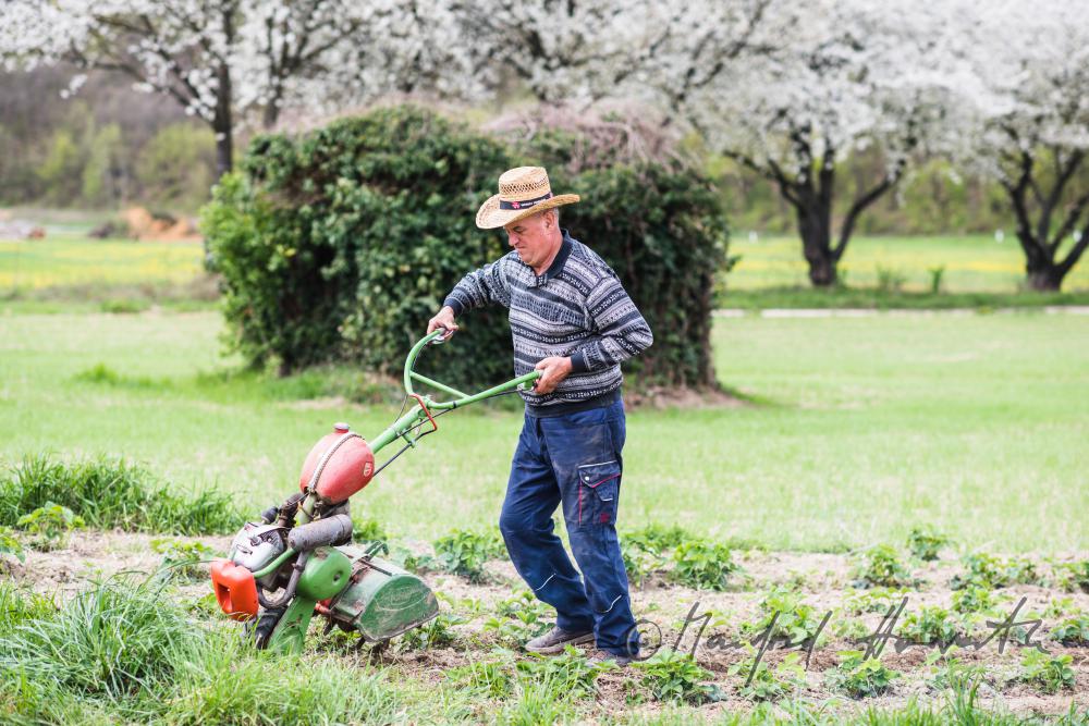 orchardist in the strawberry tilling the soil