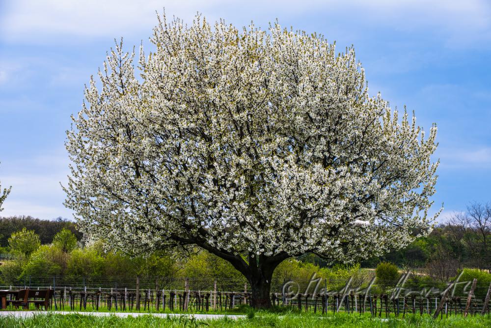 blooming cherry tree in the vineyard