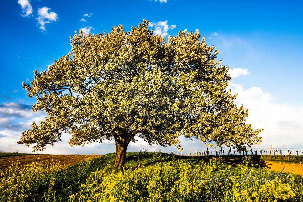 blooming cherry tree in the vineyard