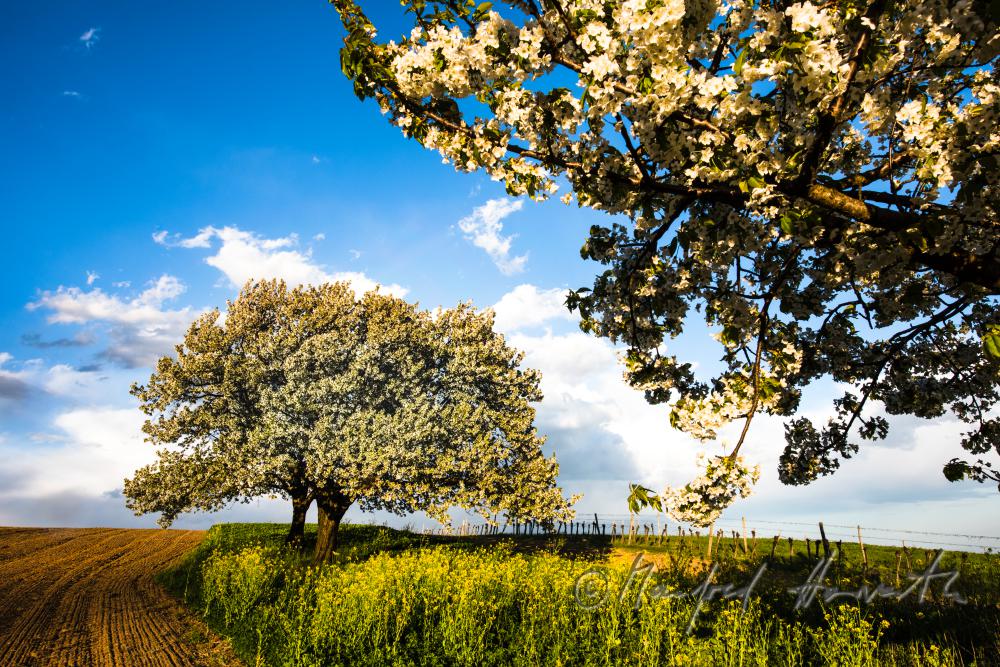 blooming cherry tree in the vineyard