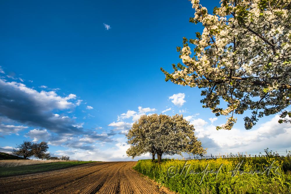 blooming cherry tree in the vineyard