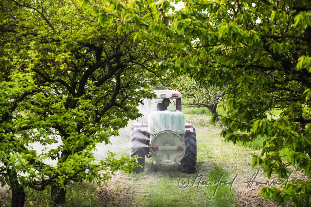 biological pest control in the apple orchard