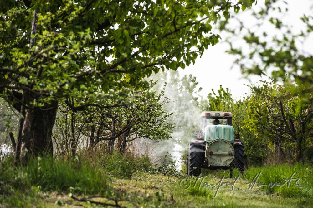biological pest control in the apple orchard