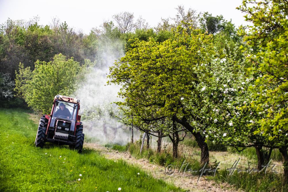 biological pest control in the apple orchard