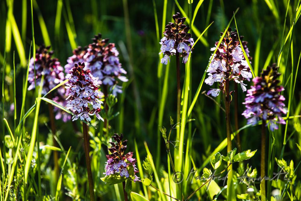 Dactylorhiza (marsh orchid) in the meadow of a forest glade