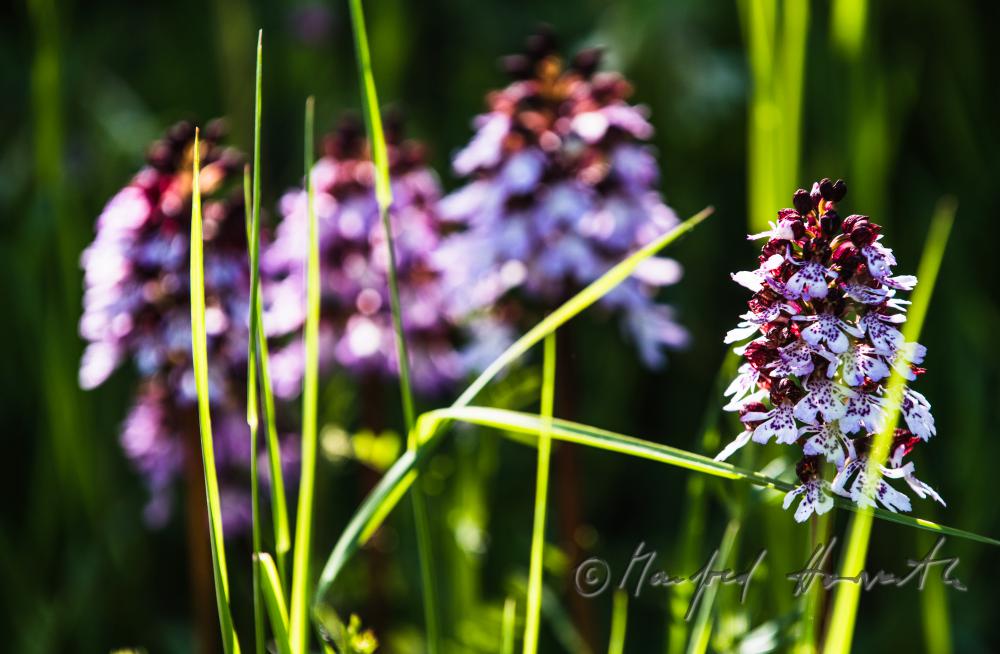 Dactylorhiza (marsh orchid) in the meadow of a forest glade