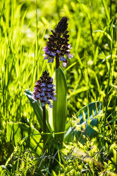 Dactylorhiza (marsh orchid) in the meadow of a forest glade