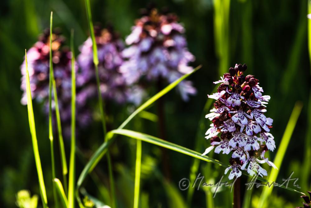 Dactylorhiza (marsh orchid) in the meadow of a forest glade