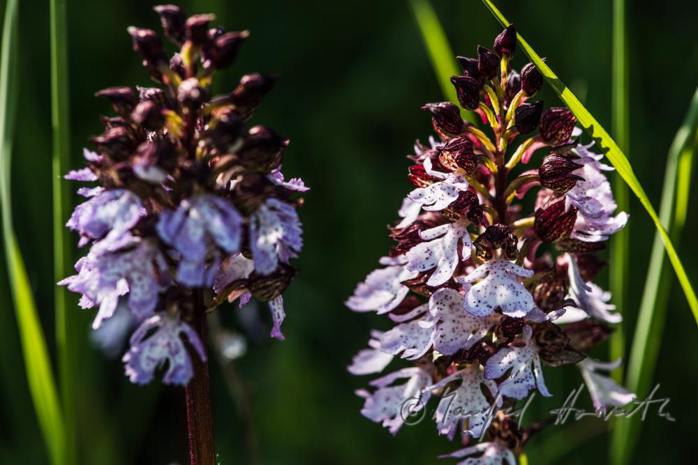 Dactylorhiza (marsh orchid) in the meadow of a forest glade